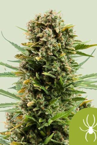 White Widow Automatic Feminizowane