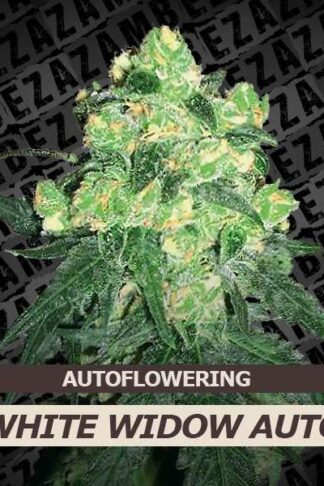 White Widow Automatic Feminizowane