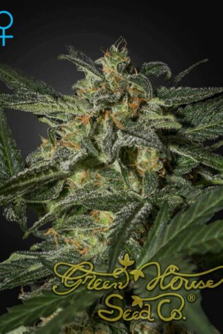White Widow Automatic Feminizowane