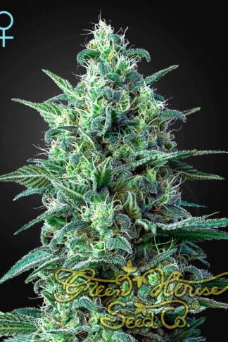 White Widow CBD Automatic Feminizowane