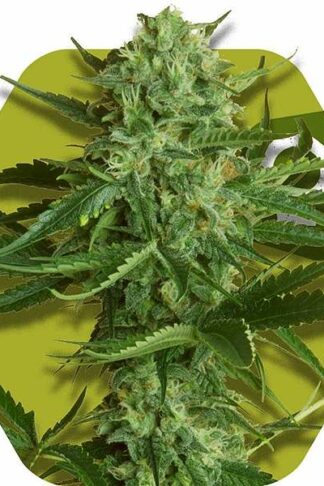 White Widow Haze Feminizowane