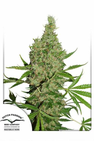 White Widow X The Ultimate Regularne