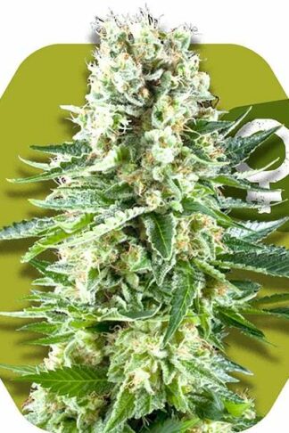 White Widow XL Feminizowane