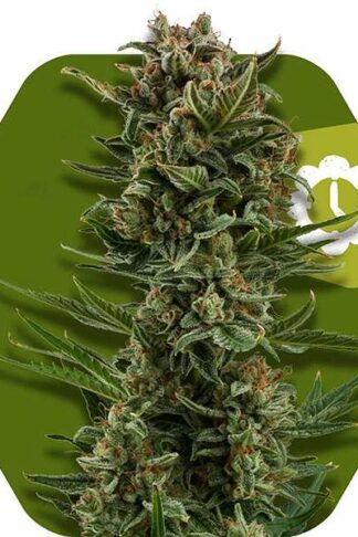 White Widow XL Automatic Feminizowane