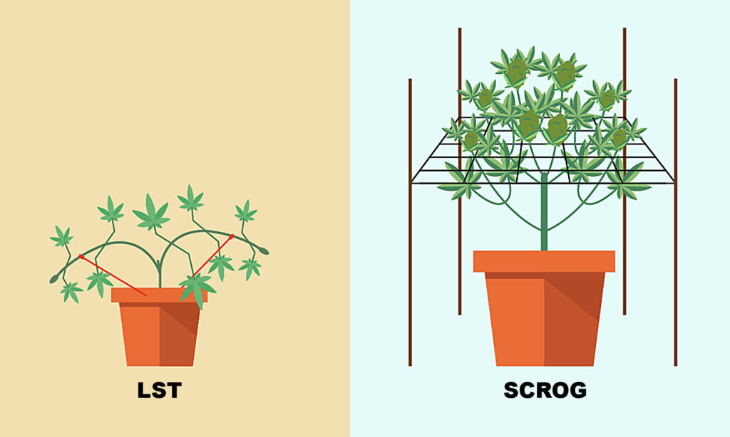 metody uprawy lst vs scrog