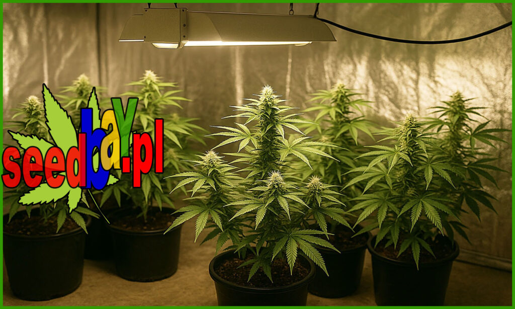 uprawa marihuany w warunkach domowych